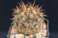 Copiapoa serpentisulcata OLV 18.jpg