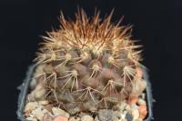 Copiapoa serpentisulcata OLV 19.jpg