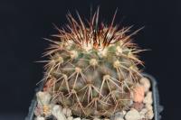 Copiapoa serpentisulcata OLV 79.jpg
