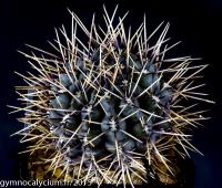 461-gibbosum-P 95.jpg