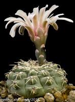 492-quehlianum-P 160.jpg