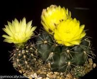 566-andreae-P 213.jpg