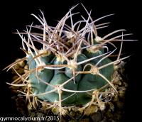 574-castellanosii-P 393.jpg