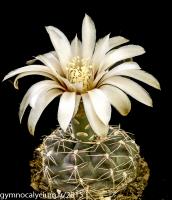 702-kieslingii-v-australis-P 379.jpg