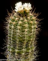 847-nigriareolatum-P 132.jpg