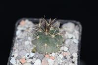 Gymnocalycium catamarcense P 72A.jpg