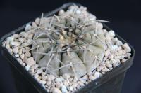 Gymnocalycium paucispinum P 402.jpg