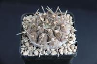 Gymnocalycium piltziorum P 38.jpg