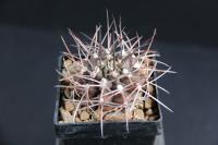 Gymnocalycium schickendantzii P 17.jpg