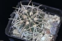 Gymnocalycium-intertextum-P-379A.JPG