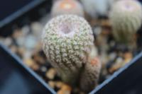 Yavia cryptocarpa P 517.jpg