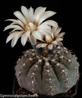 platygonum-P-216.jpg