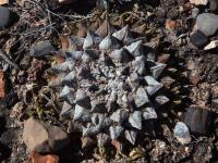 A._retusus_x_kotschoubeyanus_GM_1623.3.jpg