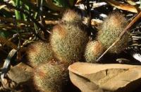 Acharagma_Escobaria_roseana_forma_nova_GM_637.1.jpg