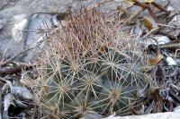 Acharagma_aguirreana_GM_1056.6.jpg