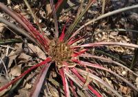 Aechmea_guaratubensis_GM_1261.4.jpg