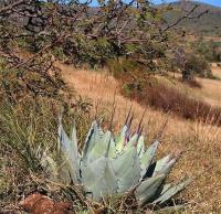 Agave_aff._parryi_GM_1259.6.jpg