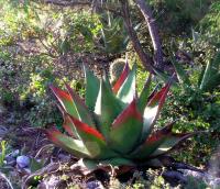 Agave_aff._shawii_GM_949.4.jpg