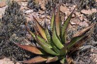 Agave_bovicornuta_GM_1329.1.jpg