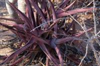 Agave_capensis_GM_1276.1.jpg