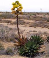 Agave_cerulata_GM_1300.2.jpg