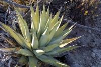 Agave_cerulata_GM_1307.jpg