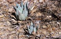 Agave_flexispina_GM_690.jpg