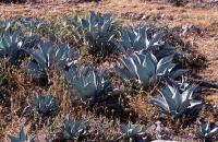 Agave_flexispina_GM_705.jpg