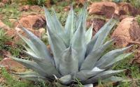 Agave_havardiana_GM_1337.jpg