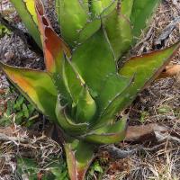 Agave_montana_GM_1610.31.jpg