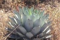 Agave_parryi_GM_934.3.jpg