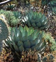 Agave_parryi_v._nitraeformis_GM_711.1.jpg