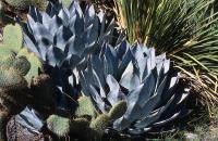Agave_parryi_v._truncata_GM_709.jpg