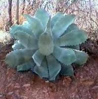 Agave_potatorum_GM_528.2.jpg