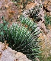 Agave_schiedigera_GM_708.jpg