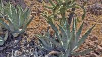 Agave_sobria_ssp._roseana_GM_1292.jpg