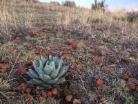 Agave_spatularia_n.n._GM_762.jpg
