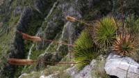 Agave_strata_GM_1369.5.jpg