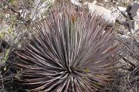 Agave_striata_ssp._falcata_GM_1090.12.jpg