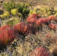 Agave_stricta_GM_953.3.jpg