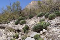 Agave_victoria-reginae_GM_1073.jpg