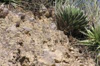 Agave_victoria-reginae_GM_820.3.jpg