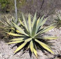 Agave_xylonacantha_GM_1108.2.jpg