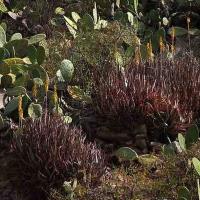 Aloe_vera_GM_1383.11.jpg