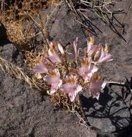 Alstroemeria_angustifolia_GM_1115.9.jpg