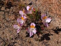 Alstroemeria_diluta_ssp._chrysantha_GM_1467.6.jpg