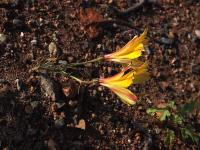 Alstroemeria_kingii._GM_1463.3.jpg