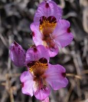 Alstroemeria_magnifica_ssp._magenta_GM_1123.1.jpg