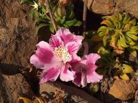 Alstroemeria_pelegrina_GM_1211.1.jpg