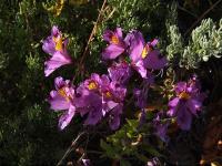 Alstroemeria_philippii_GM_1463.5.jpg